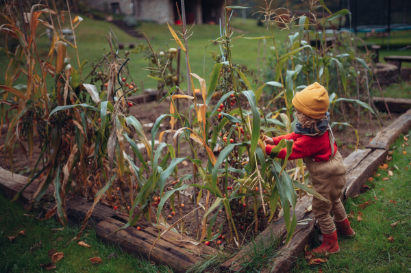 Little girl in autumn clothes harvesting bio tomatoes in family garden. Autumn atmosphre.