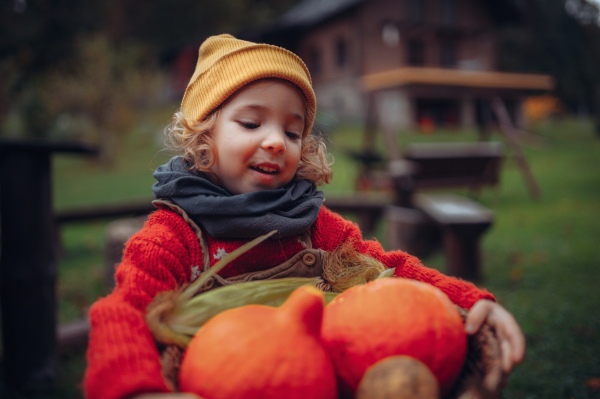 A little girl in autumn clothes harvesting organic pumpkin in her basket, sustainable lifestyle.