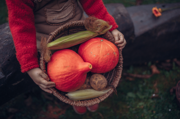 A little girl in autumn clothes harvesting organic pumpkin in her basket, sustainable lifestyle. Close-up.