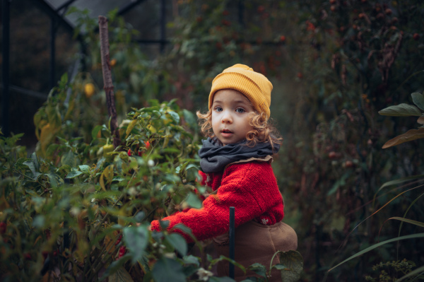 Little girl harvesting bio tomatoes in a family greenhouse. Autumn atmosphere.