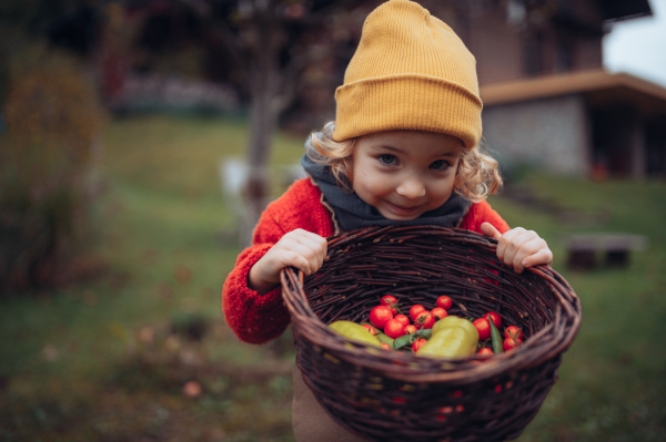 Little girl in autumn clothes harvesting bio vegetables in her basket in a family garden. Sustainable, bio and zero waste concept.