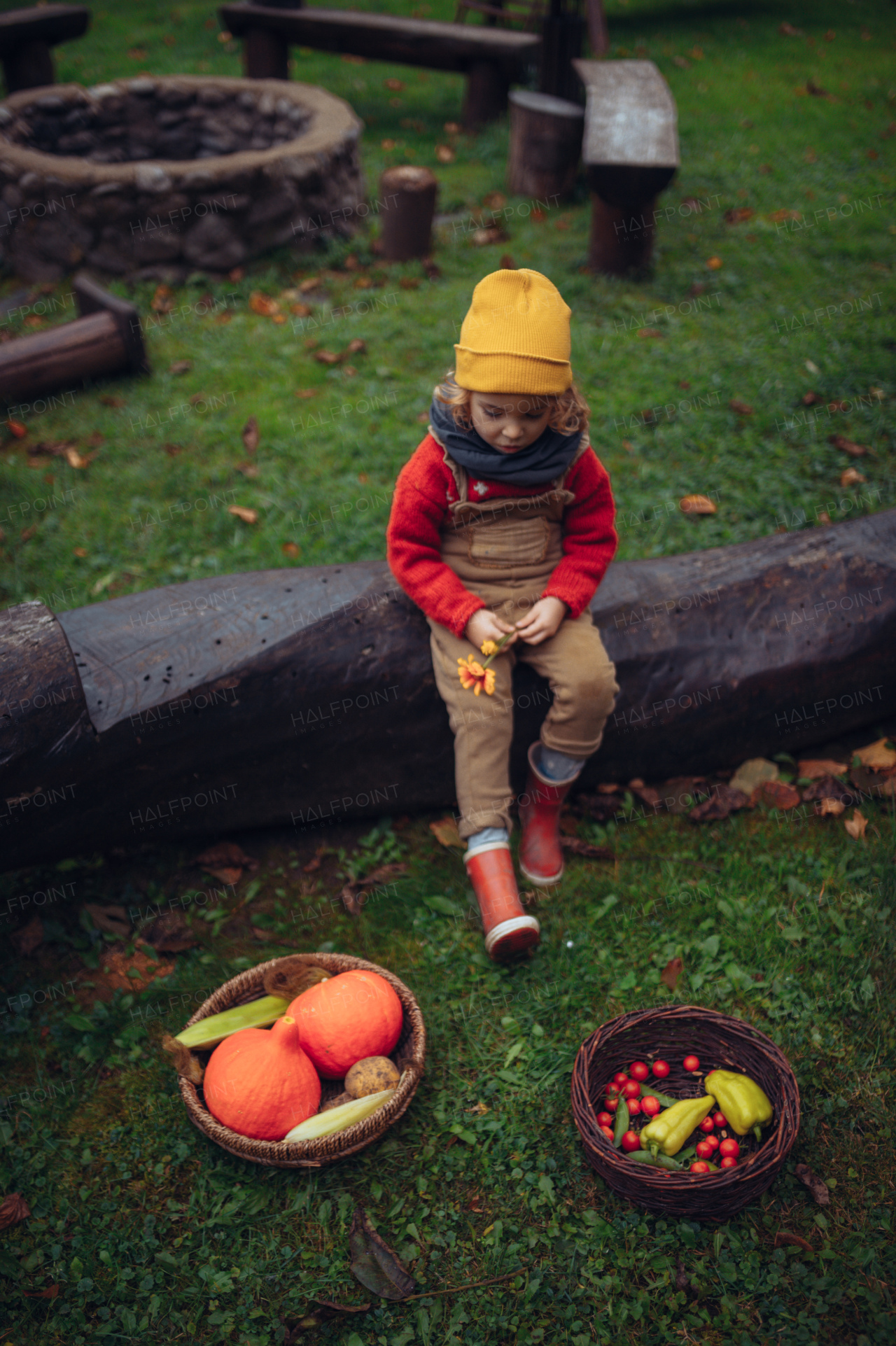 Little girl in autumn clothes harvesting bio vegetables in her basket in a family garden. Sustainable, bio and zero waste concept.