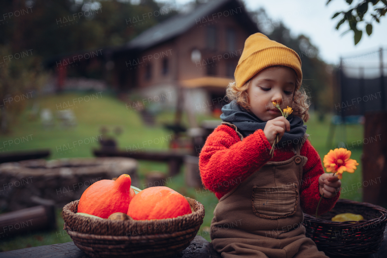 A little girl with flowers harvested organic pumpkin in eco greenhouse in spring, sustainable lifestyle.