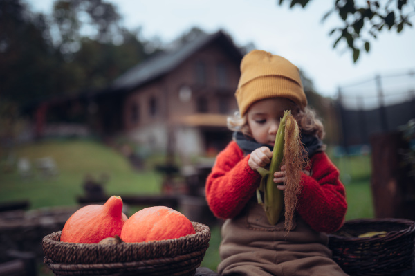 A little girl in autumn clothes harvesting organic pumpkin in her basket, sustainable lifestyle. Close-up.