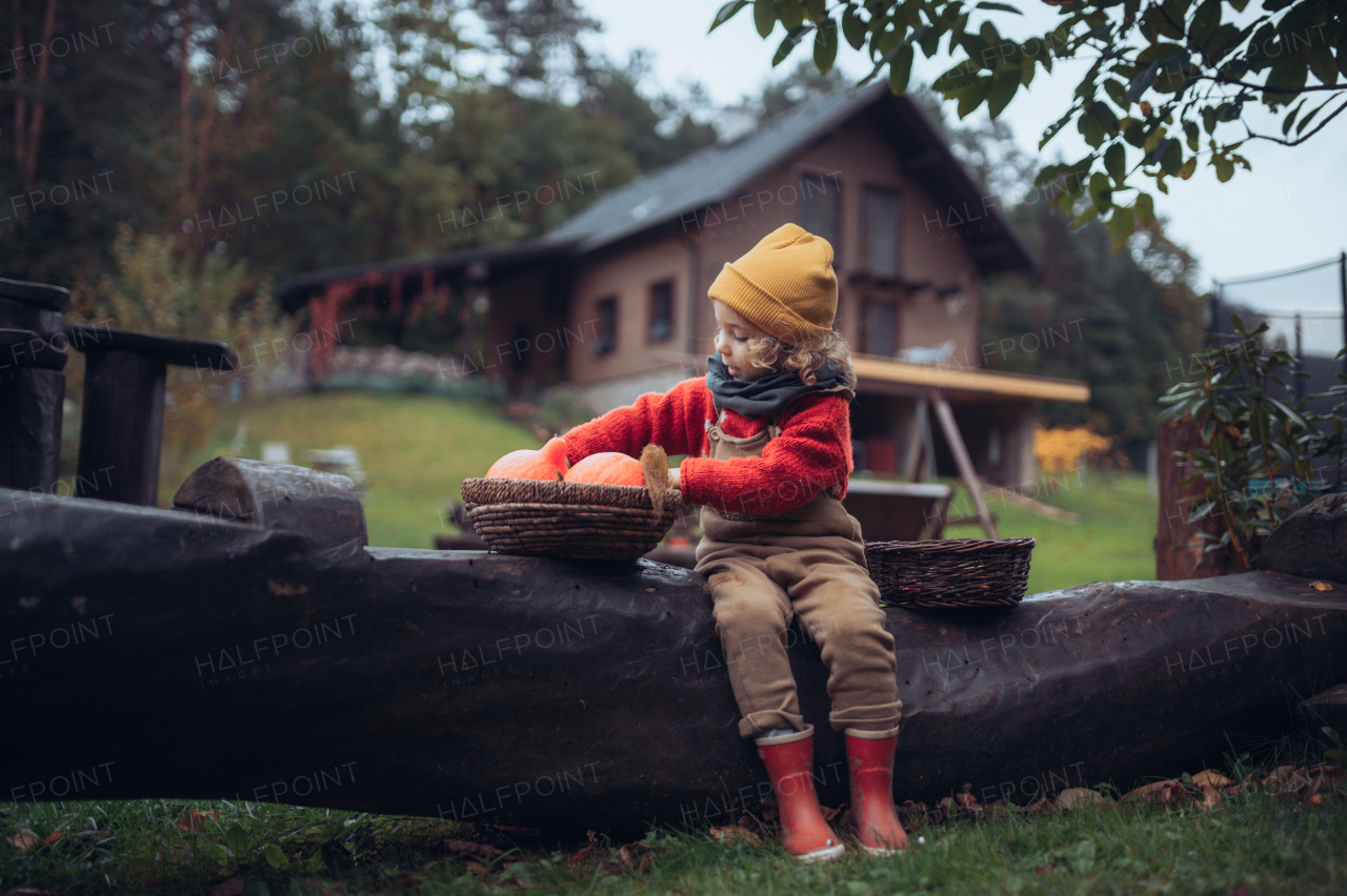 A little girl in autumn clothes harvesting organic pumpkin in her basket, sustainable lifestyle.