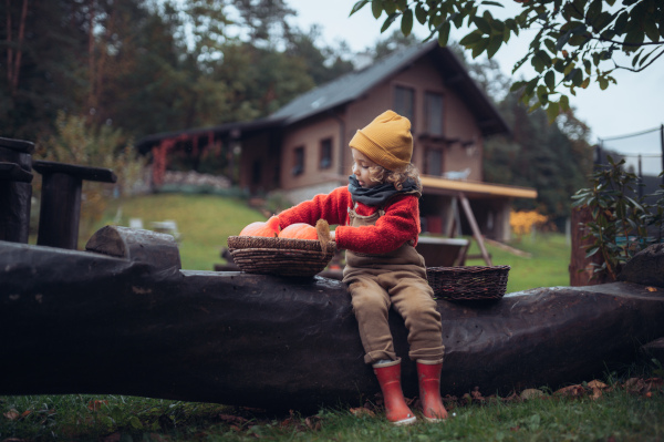 A little girl in autumn clothes harvesting organic pumpkin in her basket, sustainable lifestyle.