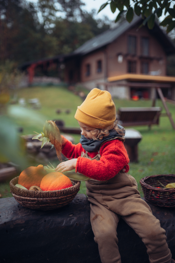 A little girl in autumn clothes harvesting organic pumpkin and corn in her basket, sustainable lifestyle.