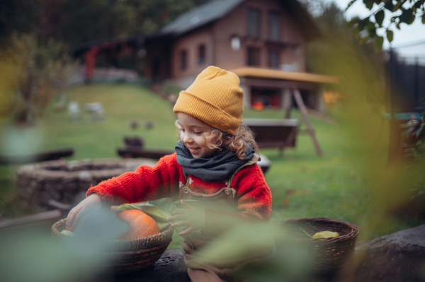 A little girl harvesting organic pumpkin in eco greenhouse in spring, sustainable lifestyle.