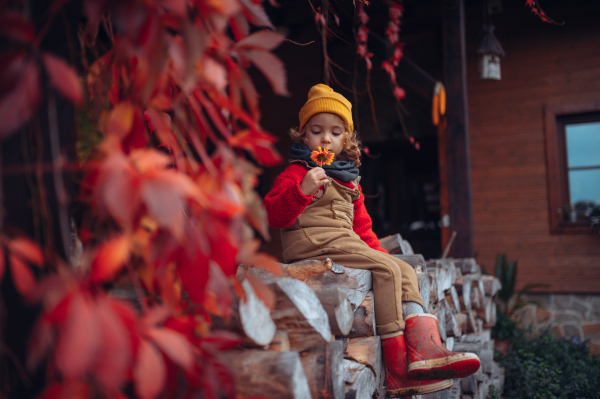 Happy little girl sitting and resting at pile of wood with flower, surrouded by red leaves, during beautiful autumn day.