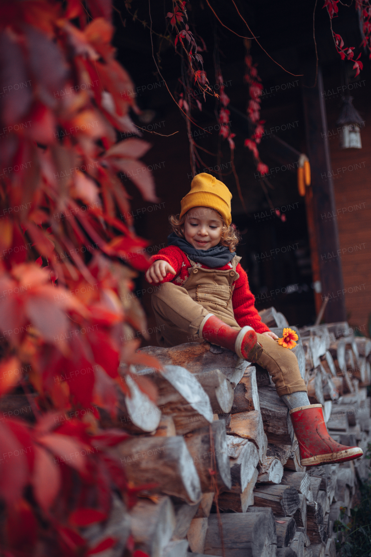 Happy little girl sitting and resting at pile of wood with flower, surrouded by red leaves, during beautiful autumn day.