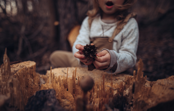 A close-up of little girl exploring nature and holding pine cone outdoors in autumn forest.