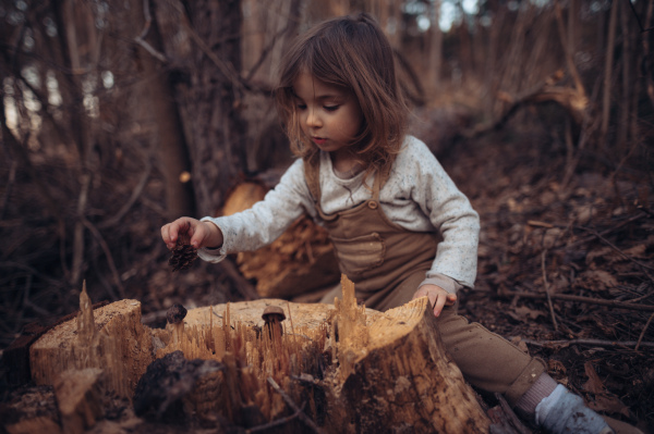 A little girl exploring nature and holding pine cone outdoors in autumn forest.