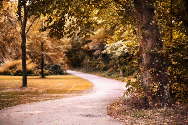 Beautiful autumn in a park. Fall landscape with sidewalk in orange, brown and green colour tones.