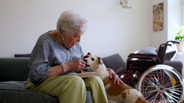 Video of senior disabled woman playing with her dog at her home.