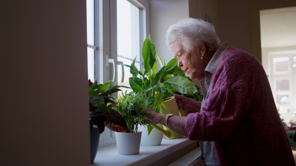 Video of eldlerly senior woman watering plants at her home.