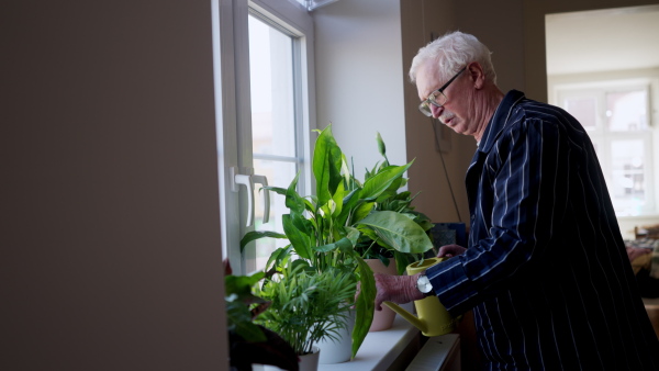 Video of eldlerly senior man watering plants at his home.