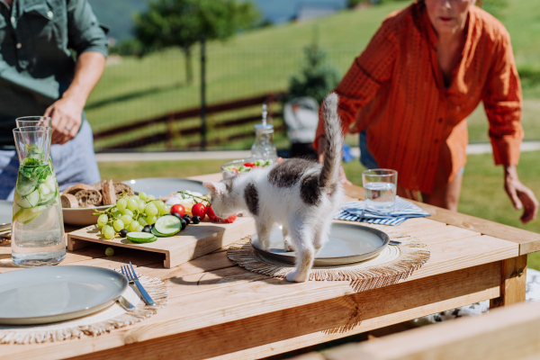 Cat smelling food at family bbq party.