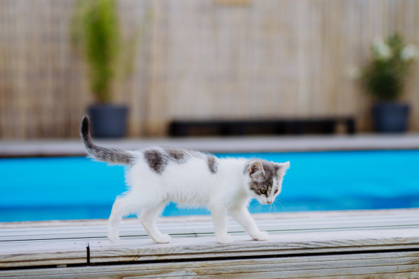 Close up of cat walking along an outdoor swimming pool.