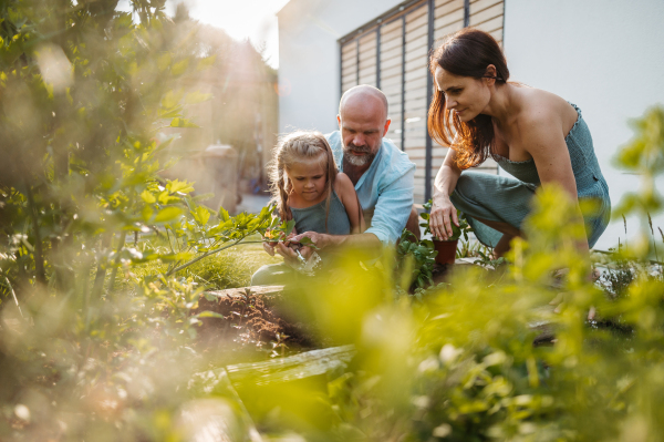 Happy family taking care of plants in the garden, trasnplanting flower to wicker flower pot. Concept of family bonding.