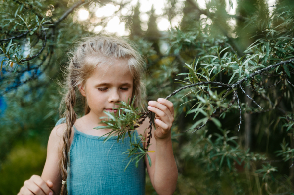 Beautiful little girl smelling the aromatic leaves on a tree in garden. Girl enjoying a variety of scents in the summer garden.