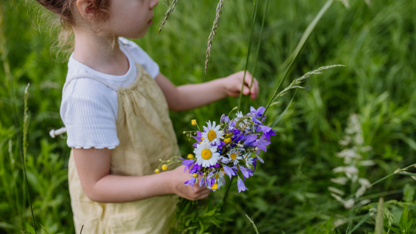 Close up of little girl collecting flowers on a meadow.