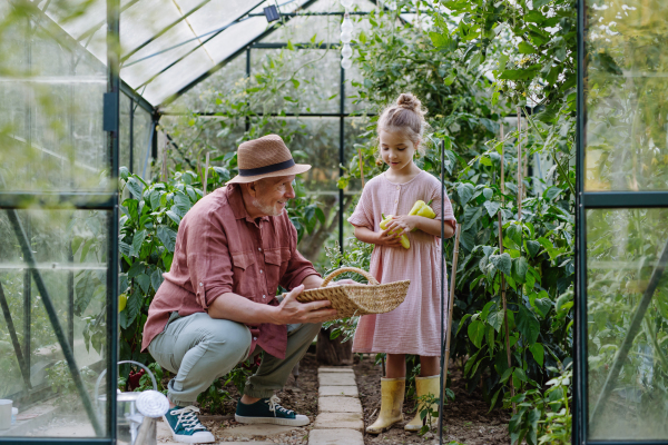 Grandfather and granddaughter are working in the greenhouse, harvesting ripe vegetables, peppers.