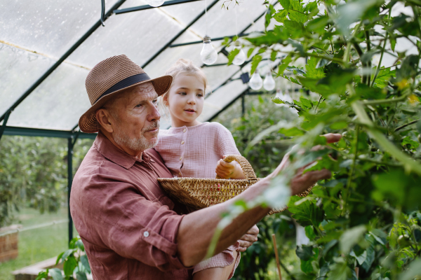 Grandfather and granddaughter are working in the greenhouse, harvesting ripe vegetables, peppers.