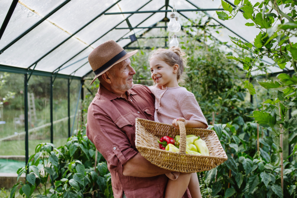 Grandfather and granddaughter are working in the greenhouse, harvesting ripe vegetables, peppers.