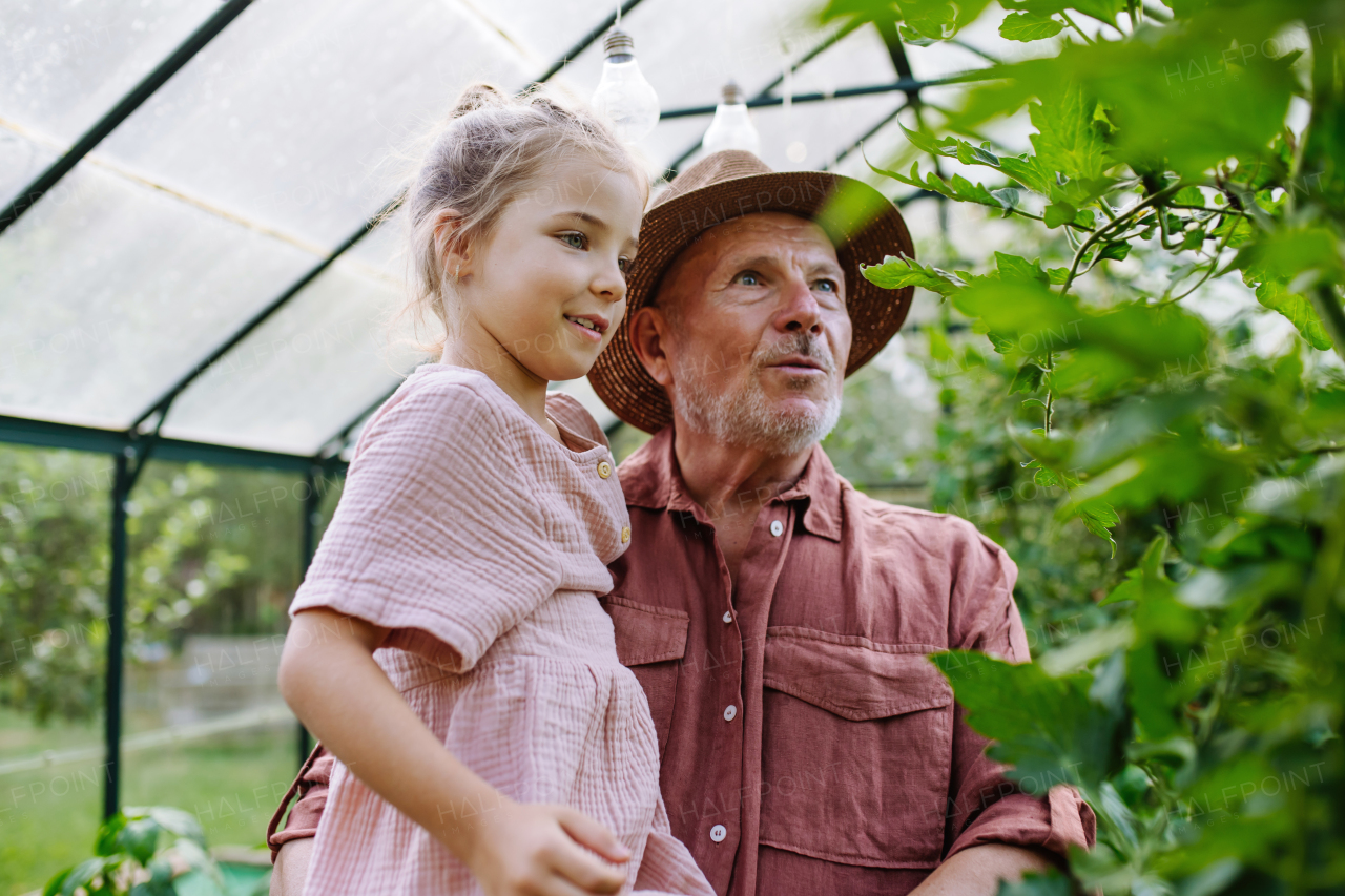 Grandfather teaches his granddaughter gardening, holding her in his arms and showing her vegetable plants in the greenhouse.