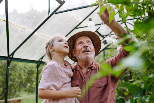 Grandfather teaches his granddaughter gardening, holding her in his arms and showing her vegetable plants in the greenhouse.