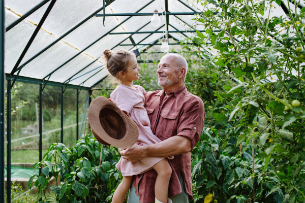 Grandfather teaches his granddaughter gardening, holding her in his arms and showing her vegetable plants in the greenhouse.