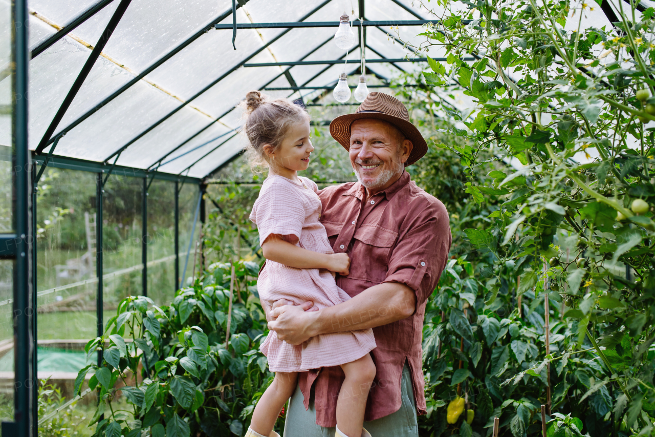 Grandfather teaches his granddaughter gardening, holding her in his arms and showing her vegetable plants in the greenhouse.