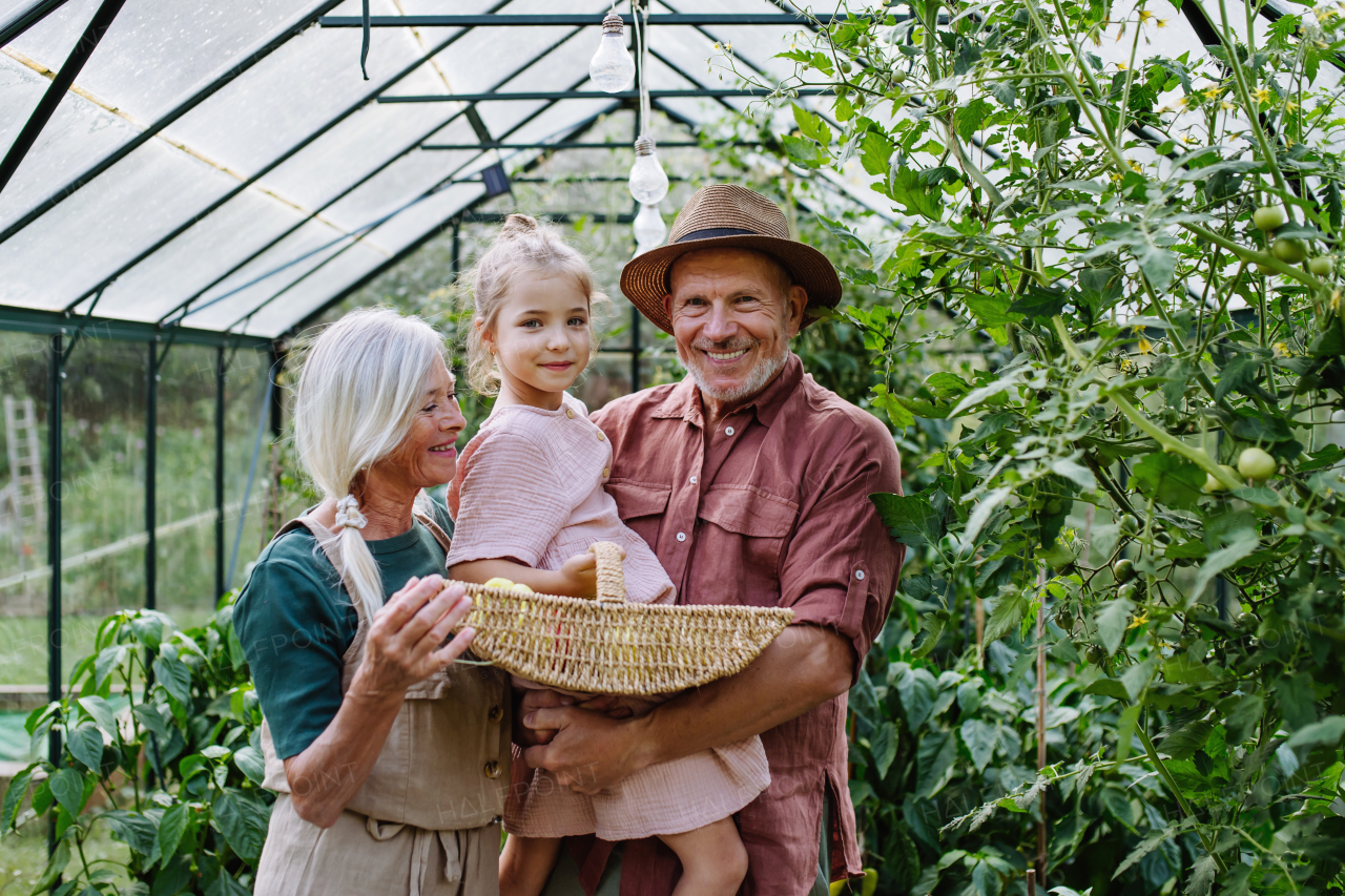 Grandparents and granddaughter are working in greenhouse, harvesting ripe vegetables into a basket.