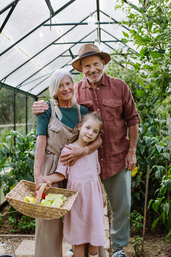 Grandparents and granddaughter are working in greenhouse, harvesting ripe vegetables into a basket.