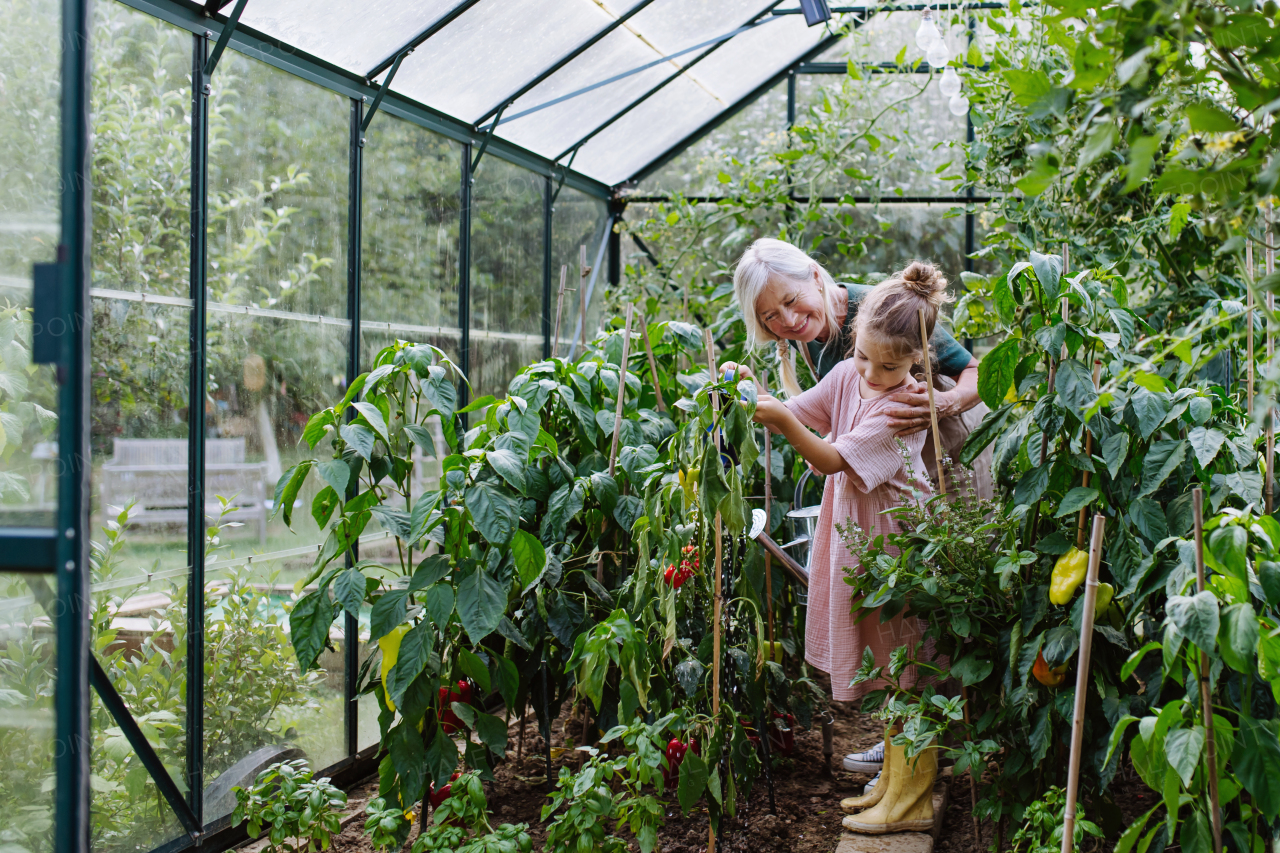 Young girl helping grandmother work in greenhouse, watering vegetable plants with small blue watering can.