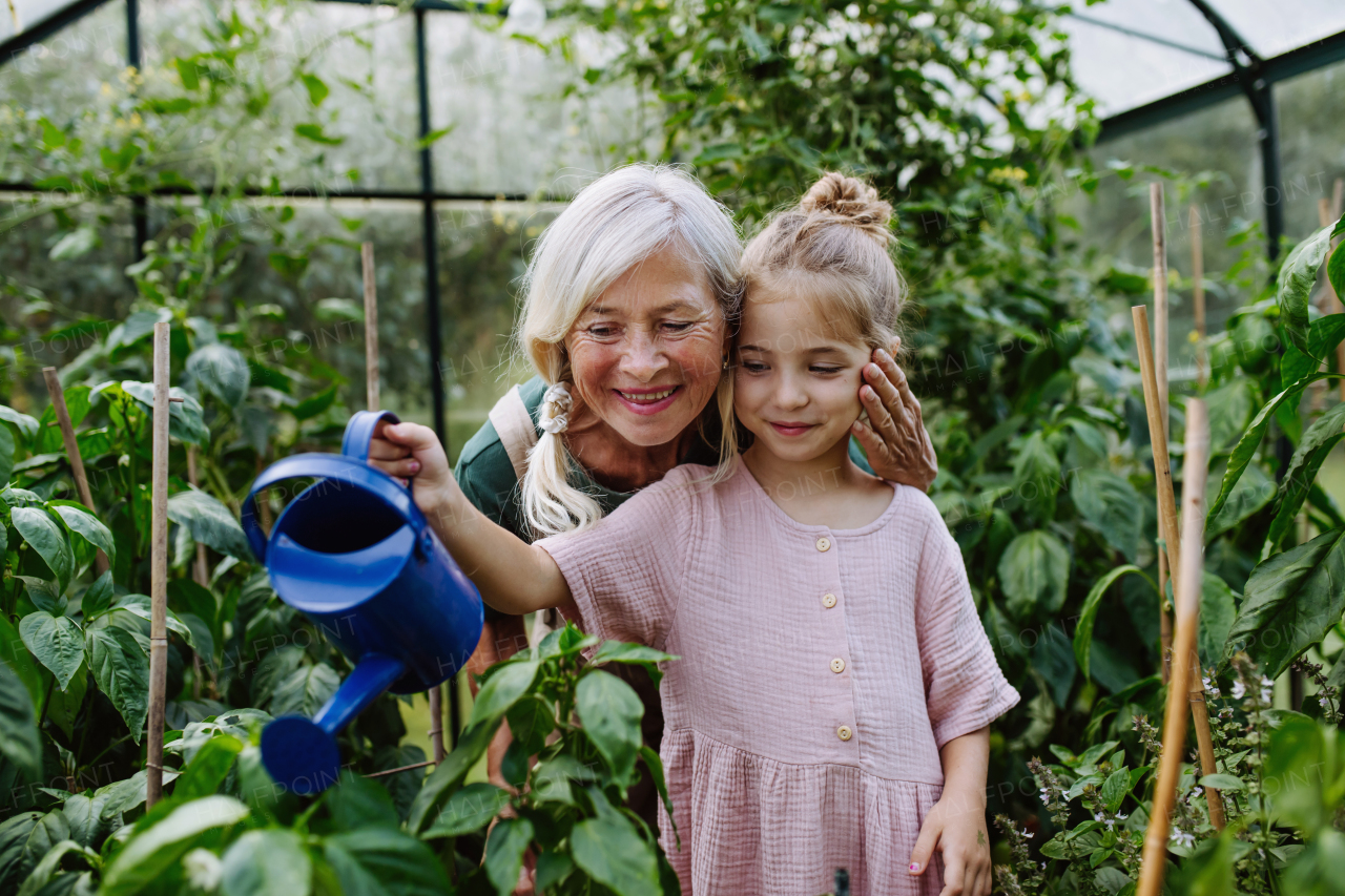 Young girl helping grandmother work in greenhouse, watering vegetable plants with small blue watering can.