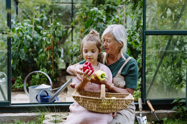 Grandmother and granddaughter are working in the greenhouse, harvesting ripe vegetables, peppers.