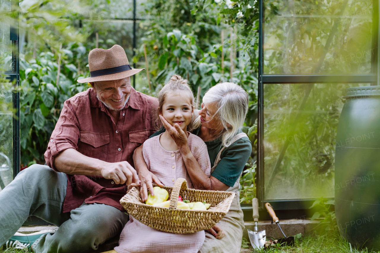 Grandparents and granddaughter are working in greenhouse, harvesting ripe vegetables into a basket.