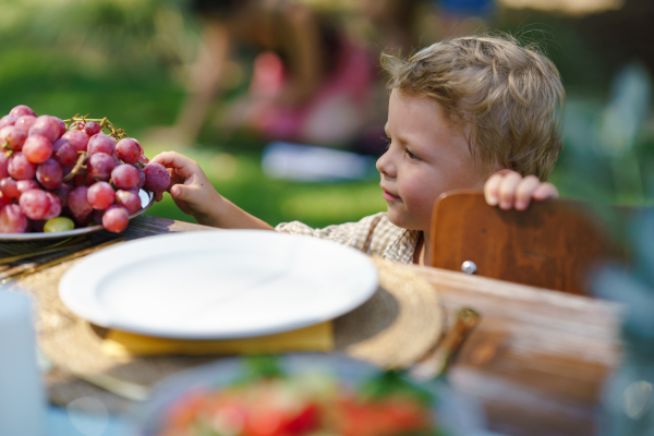 Little boy stealing grape berry, taking fruit from party table. Family garden party with a set table.