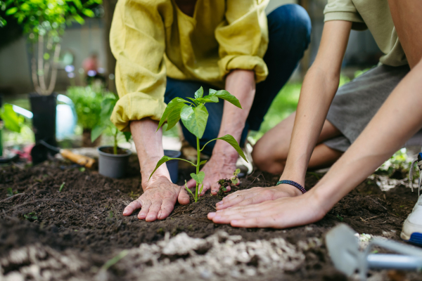 Close up of teacher and young schoolboy's hands planting vegetable seedling during outdoor sustainable education, lesson in forest school. Concept of experiential learning, ecoliteracy.