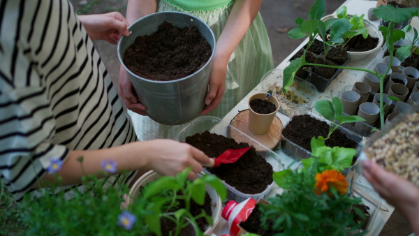 Girl student growing vegetable and herb seedlings, close up. Outdoor sustainable education class in school garden Concept of experiential learning, ecoliteracy.