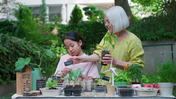 Girl student growing vegetable and herb seedlings, teacher helping her. Outdoor sustainable education class in school garden Concept of experiential learning, ecoliteracy.