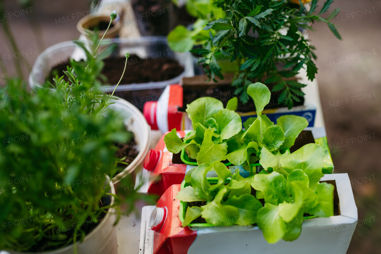 Growing vegetables and herb seedlings. Outdoor sustainable education class in school garden Concept of experiential learning, ecoliteracy.