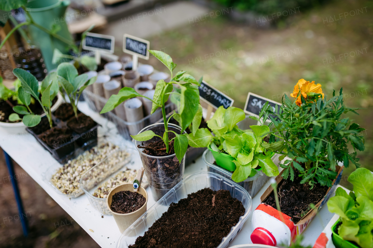 Growing vegetables and herb seedlings. Outdoor sustainable education class in school garden Concept of experiential learning, ecoliteracy.