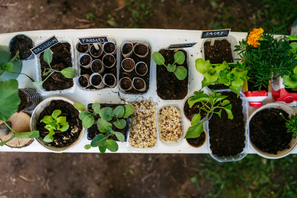 Growing vegetables and herb seedlings. Outdoor sustainable education class in school garden Concept of experiential learning, ecoliteracy.