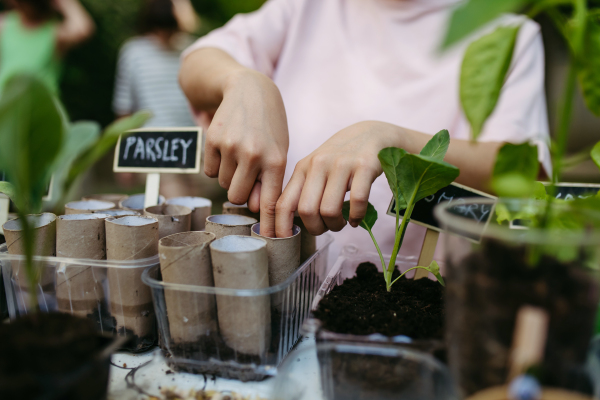 Girl student growing vegetable and herb seedlings, close up. Outdoor sustainable education class in school garden Concept of experiential learning, ecoliteracy.