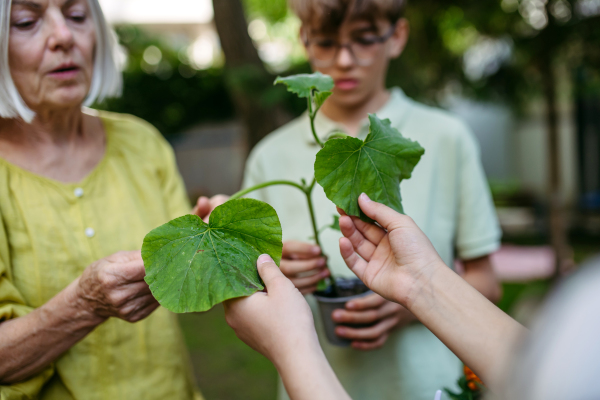 Children learning about vegetable seedlings and gardening at outdoor sustainable education class in school garden. Concept of experiential learning, ecoliteracy.