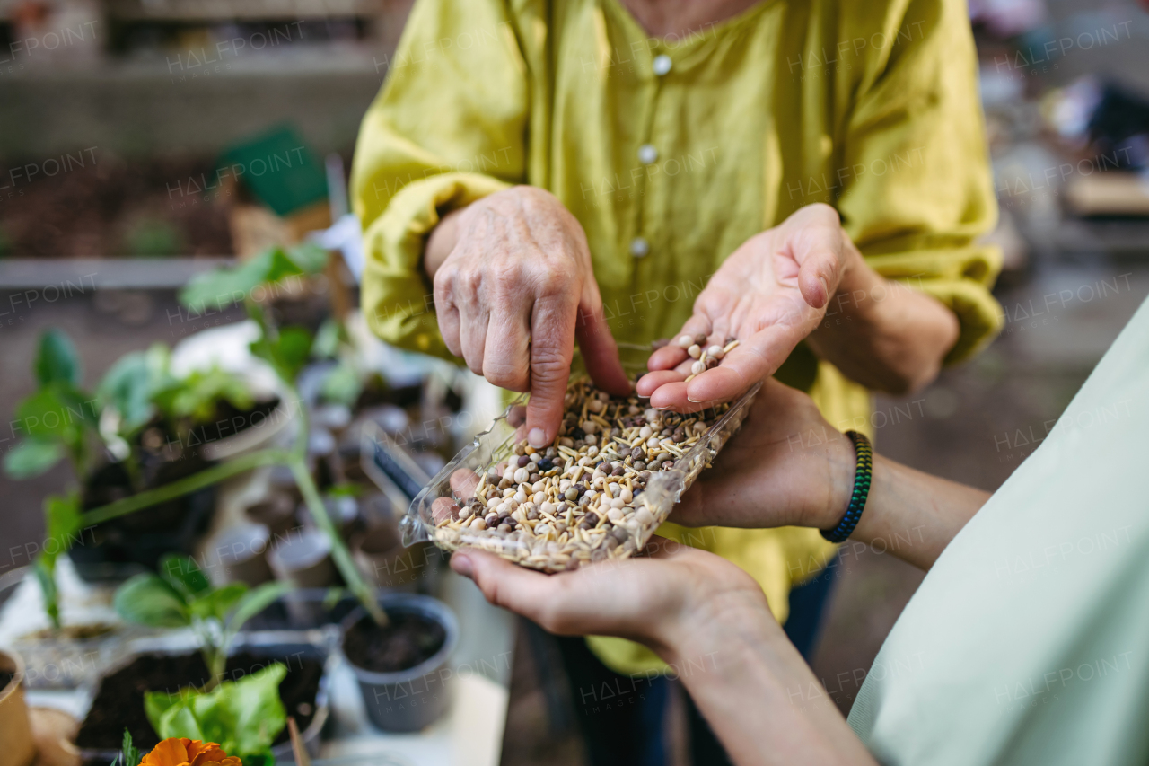 Students growing vegetable and herb seedlings. Outdoor sustainable education class in school garden Concept of experiential learning, ecoliteracy.