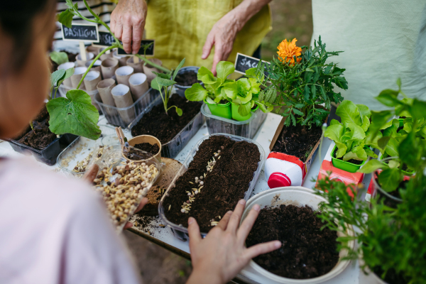 Students growing vegetable and herb seedlings. Outdoor sustainable education class in school garden Concept of experiential learning, ecoliteracy.