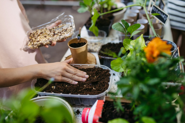 Students growing vegetable and herb seedlings. Outdoor sustainable education class in school garden Concept of experiential learning, ecoliteracy.